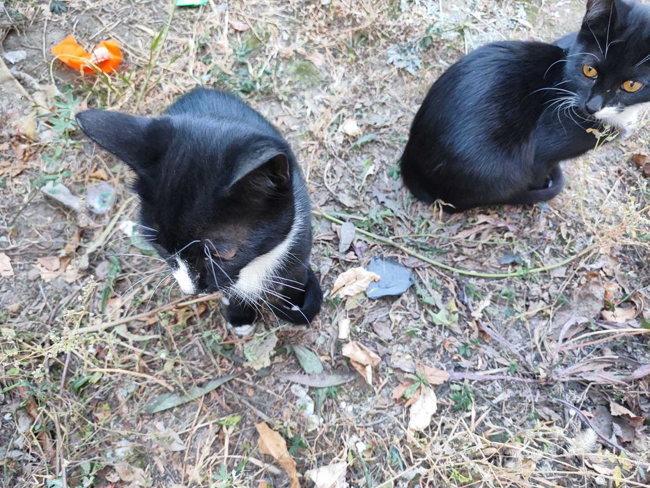 Котик 6  месяцев