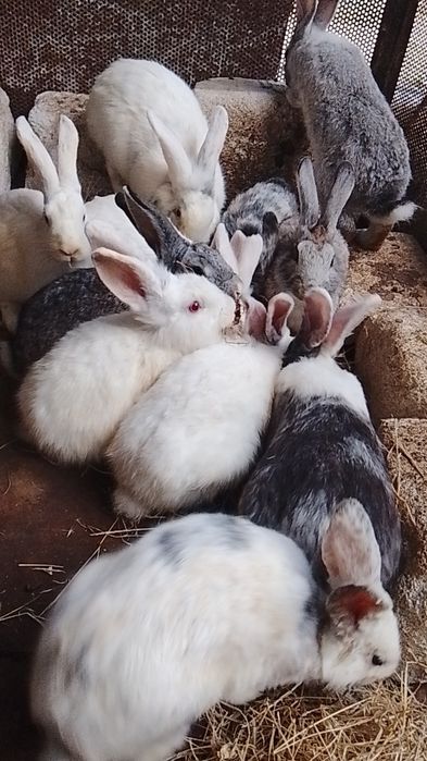 De vânzare iepuri