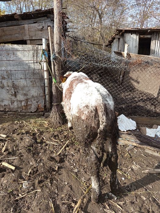 Tăuraș belgian de 2 luni jumate