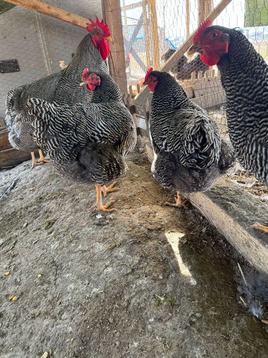 Vand gaini din mai multe rase