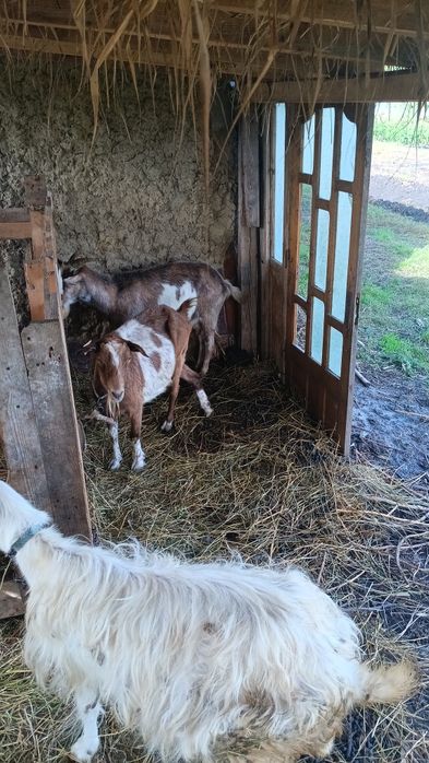Vând sau schimb cu purcei/porci ,sau 15 capre pe o vaca