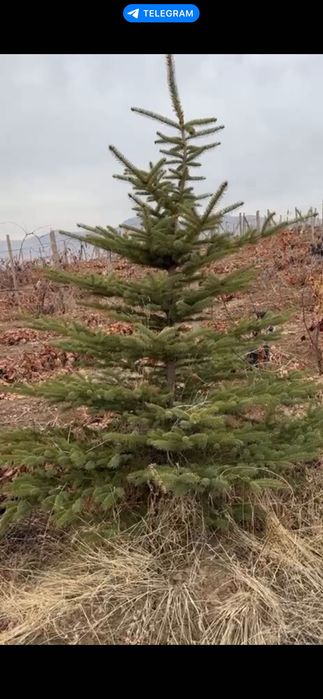 Голубой ел | Archa