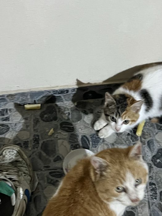 Donez pui pisica 4 luni.