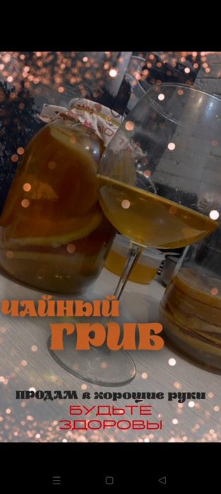 Продаю Чайный гриб