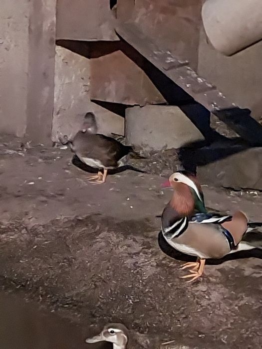 Pereche de rate mandarine