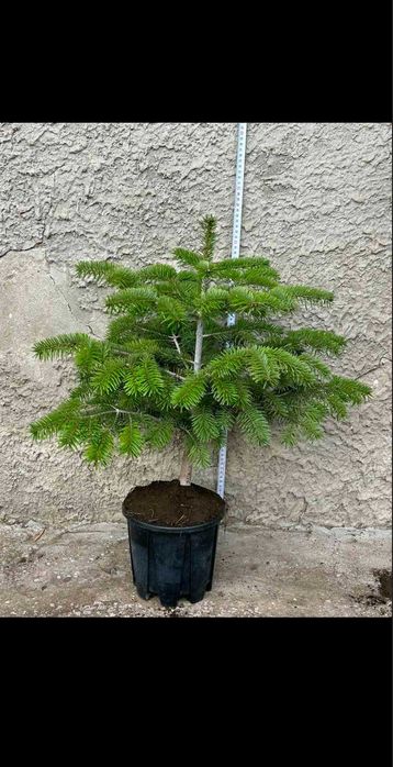 Разнообразие от цветя