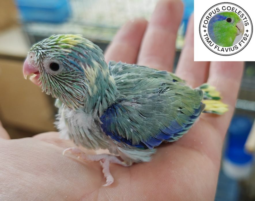 Papagali Forpus coelestis