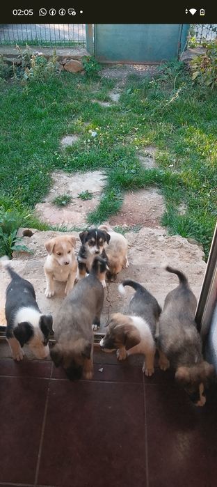 Cățeluși adopție