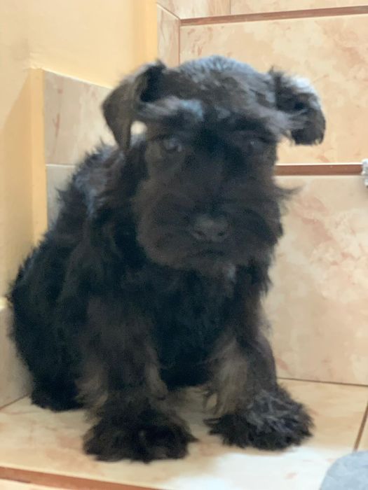 Schnautzer pitic