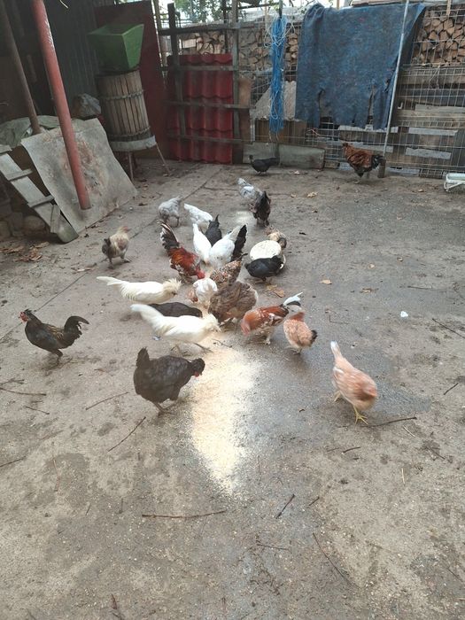 Vind gaini cocoșii americane la 50lei buc