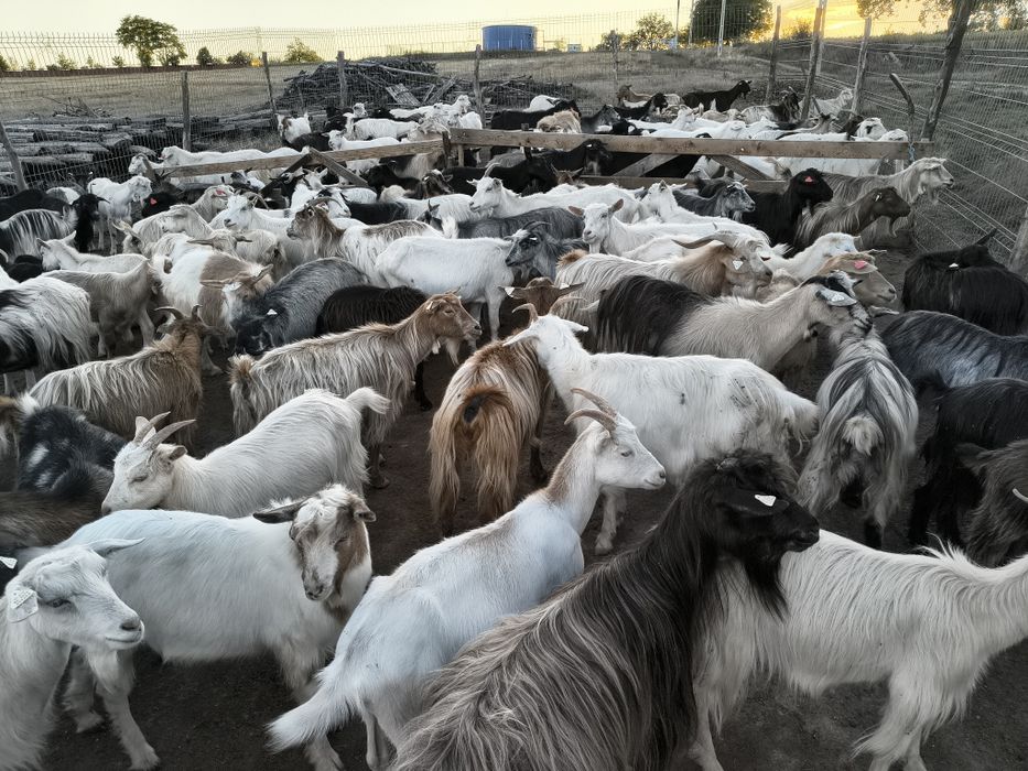 Vând capre în zona Buciumi/Onești
