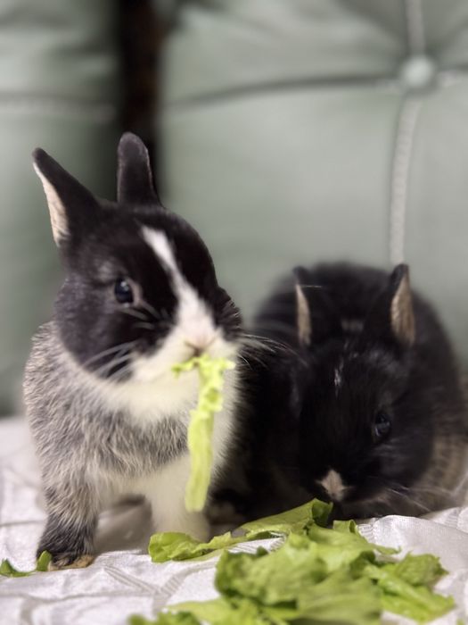 Ручнык кролики мини