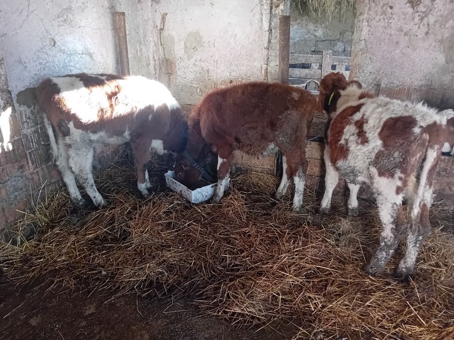 Vând 3 vițele  ințărcate de 3 luni