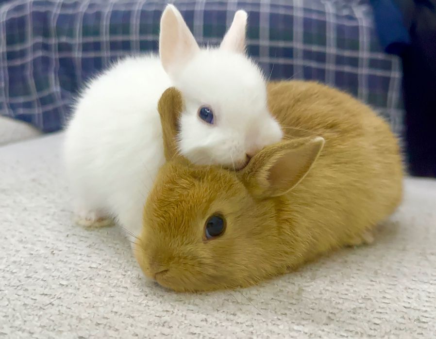 Карликовые кролики