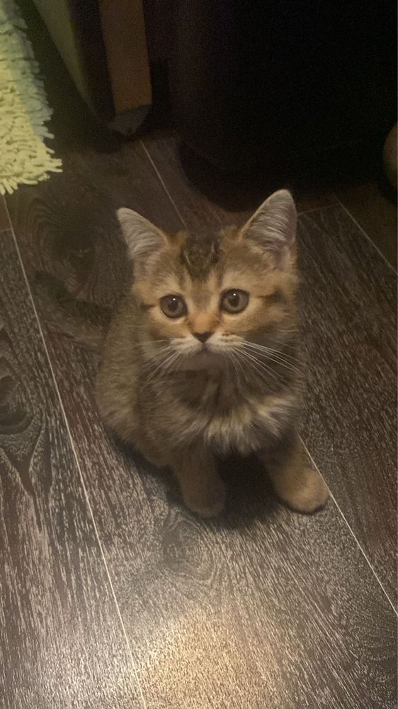 Котята вислоухие и прямоухие