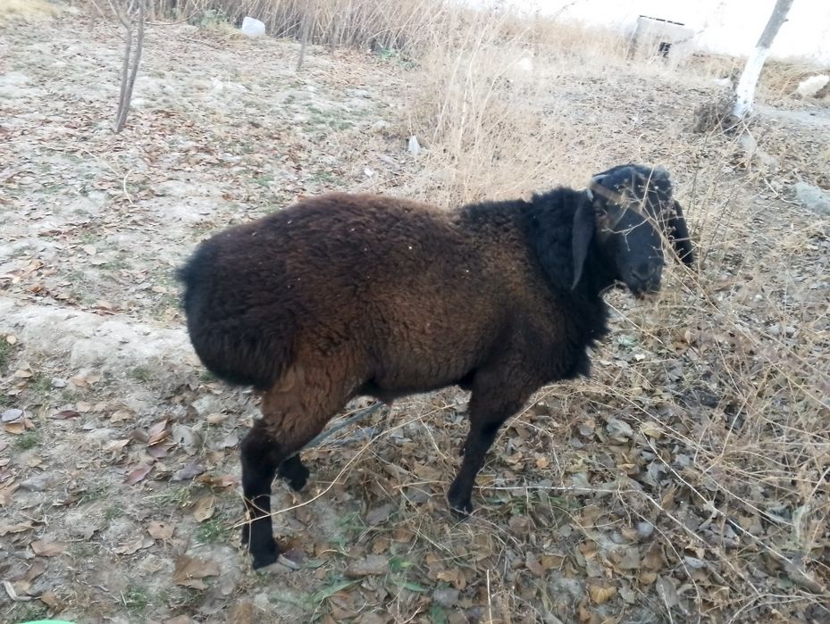 Кора Хисори кучкор сотилади