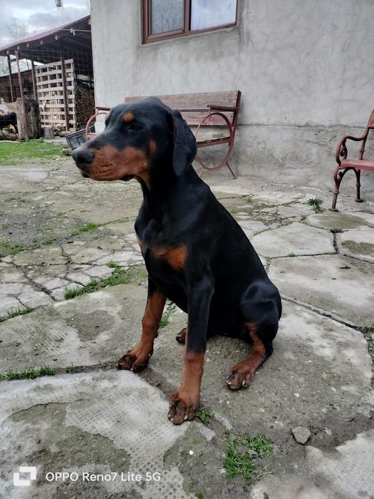 Vând femelă doberman neagra cu pedigree