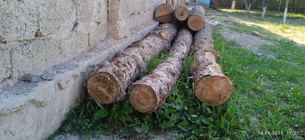 Сосна-арча тусинлари сотилади