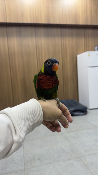 Ручной папугай Радужный Лорикет игрушка для детей
