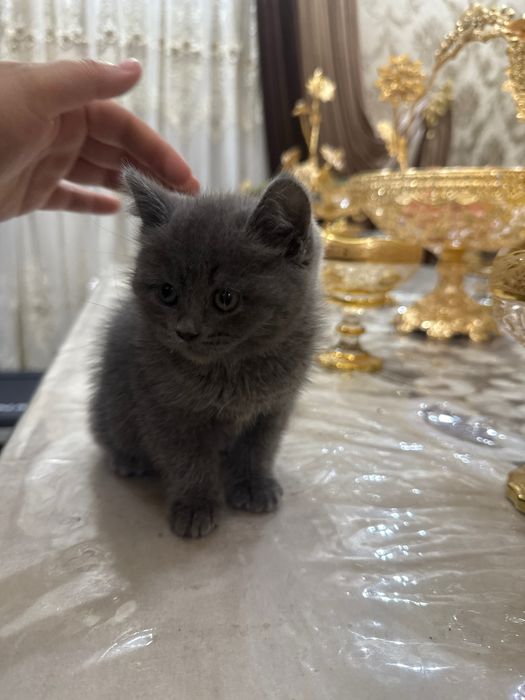 Britanskiy mushuk bolasi