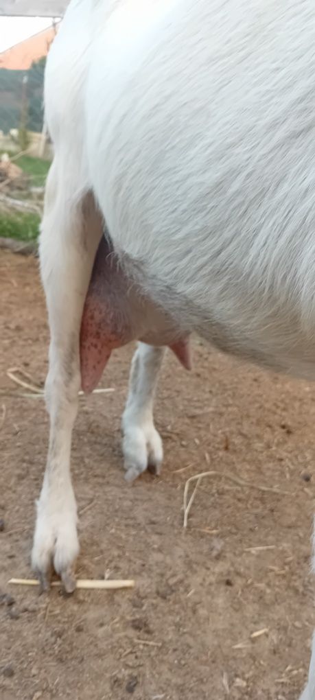 Vând capra saanen a 3 fătare