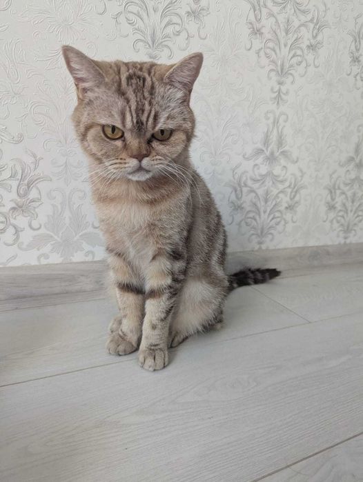 Необычная кошечка ищет дом