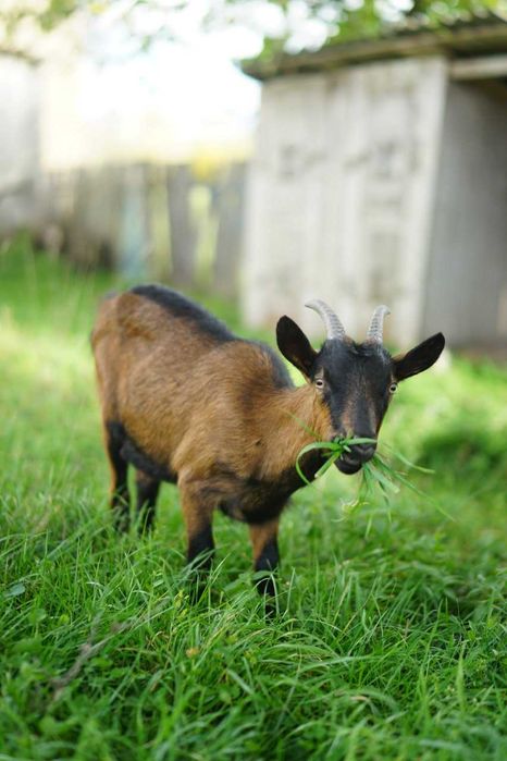 Vand caprita/iada alpina franceza 9 luni
