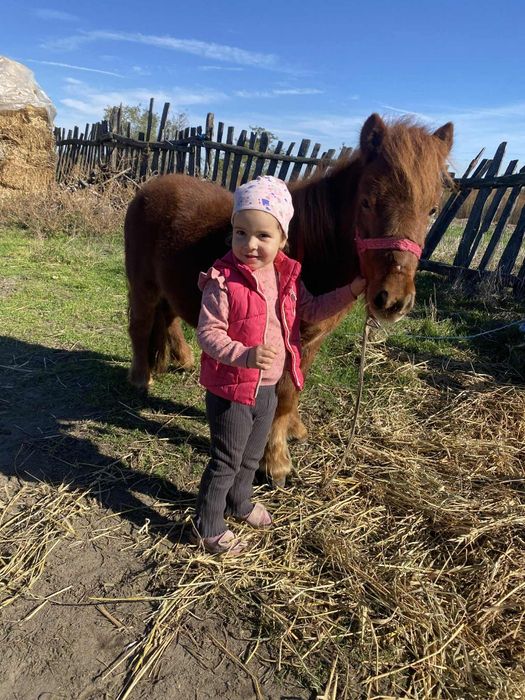 Vand ponei talie mica