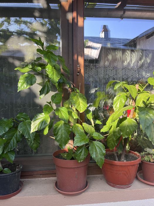 Vand trandafir japonez floare batuta rosie