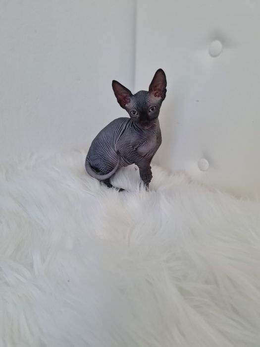 Pisicuta sphynx mascul