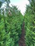 Chiparos Leylandii diferite dimensiuni oferim transport în toată tara