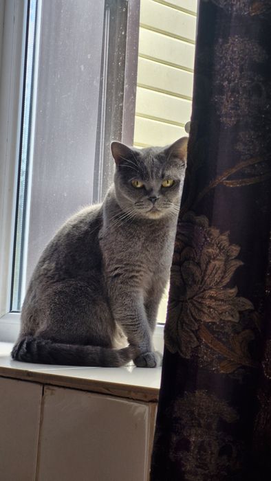 Британская кошка короткошерстная