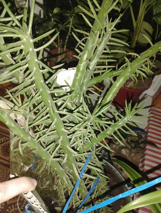 Продаются домашние цветы