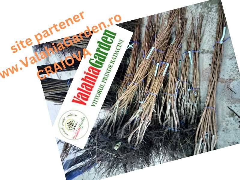 Aronia, Aluni, Kaki, Smochini, Nuci altoiti si Butasi vita de vie