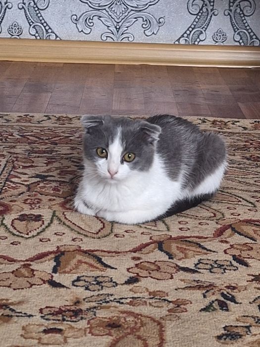 Продаётся котёнок!