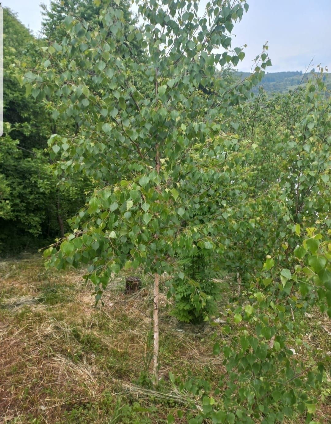 Gard viu/ tuia glob , arțar,  Mesteacăn , brazi tei etc