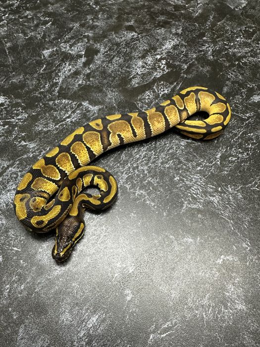 Королевский питон