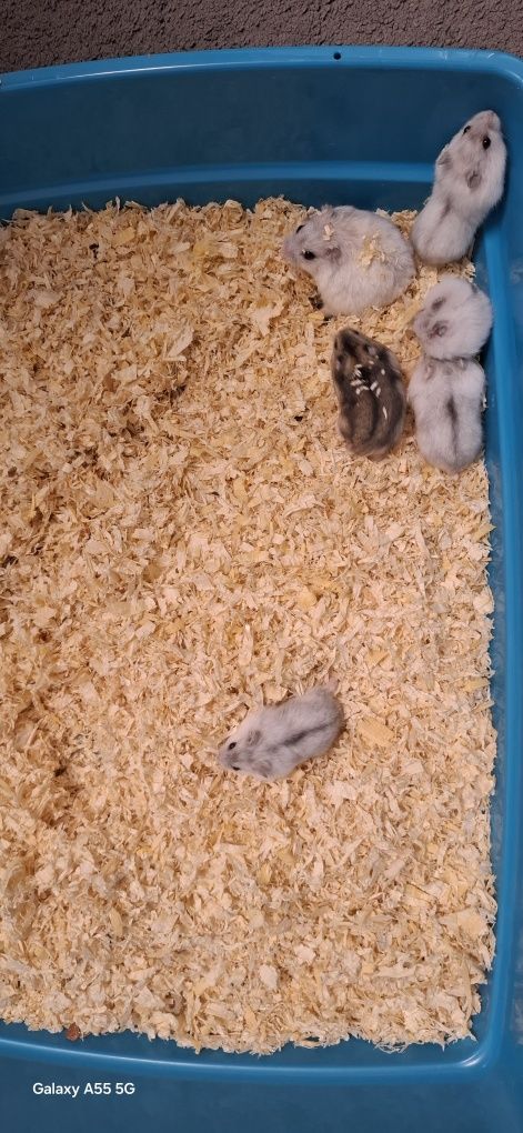 Pui hamsteri pitic 30 lei