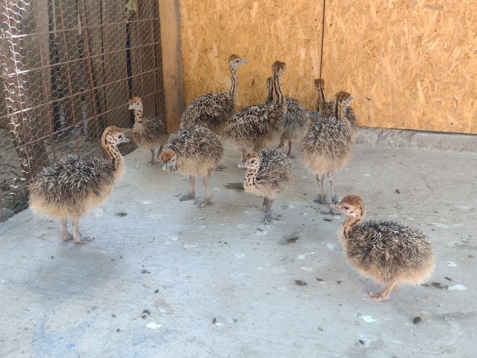 Puișori de struț..