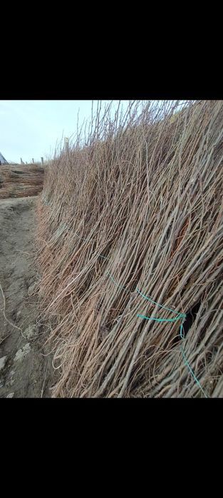 Vând puieți de salcami la 2,50 m înălțime  și puieți de tei arginti or