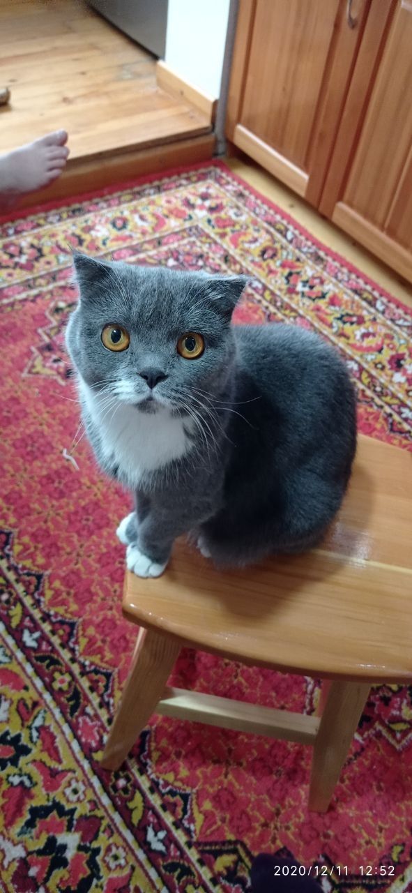 За символическую сумму Скоттиш