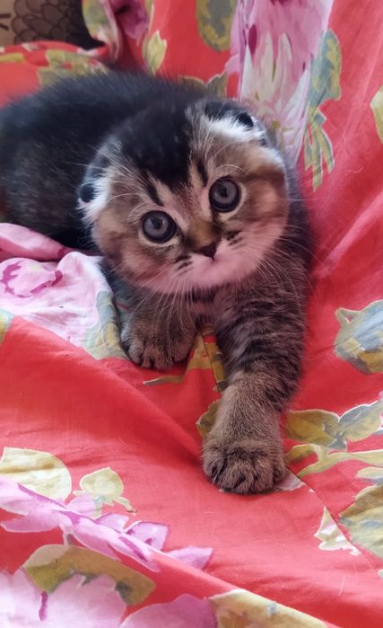 Шиншилла Вислоухийе Шотландские котята .