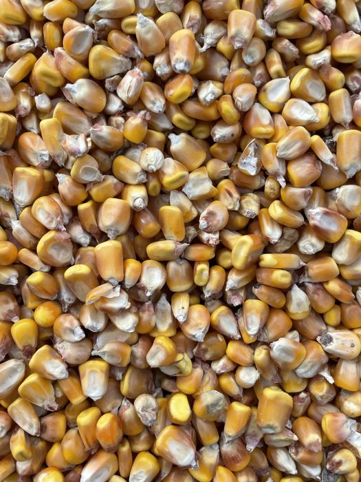 Vand porumb/grau/uruiala/fl. Soarelui/orz/ sorg rosu/ amestec porumbei