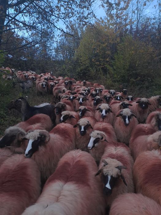 Oi și berbeci se vând toate