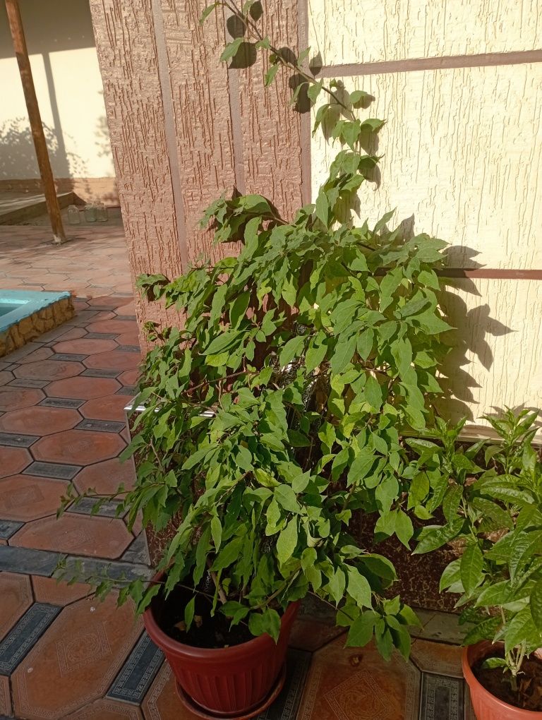 Xona gullari, xona oʻsimliklari, sheflera, qora shaxzoda. Gullar