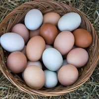 Продаю Домашние яйца куринные
