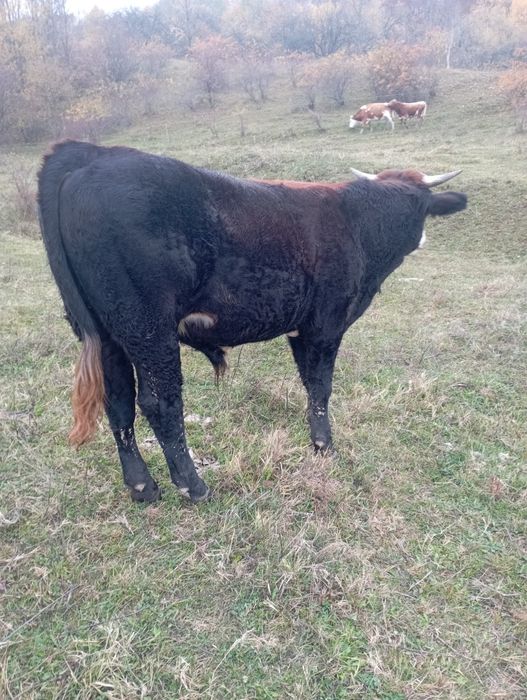 Vând 4 tăurași i și o vițică