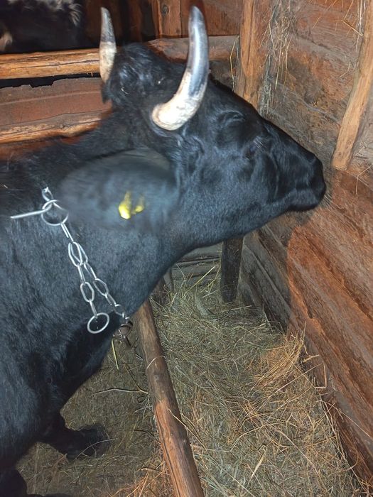 Корова  молодая.