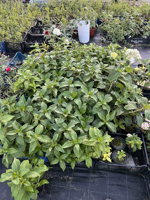 Хортензия за Слънце и сянка