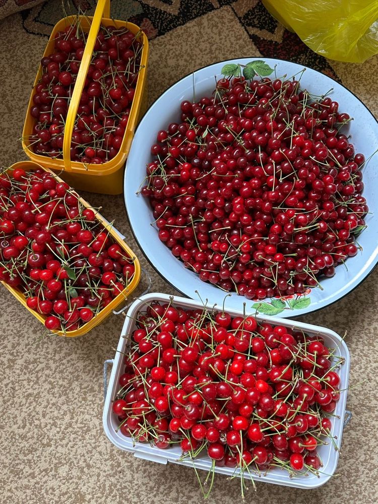 Продам Вишню Каскелен